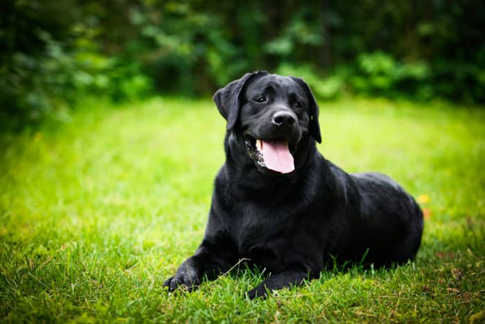 3 Top Best Dog Breeds for Kids and Families - HubPages