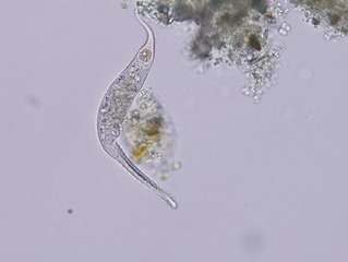 Ciliated Protozoa tentatively identified as Dileptus anser using Covich's Ecology and Classification of North American Freshwater Invertebrates