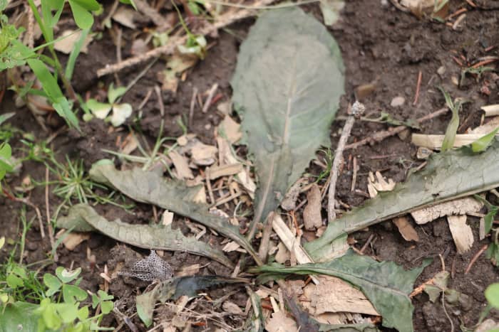how-to-get-rid-of-weeds-naturally-with-homemade-weed-killer