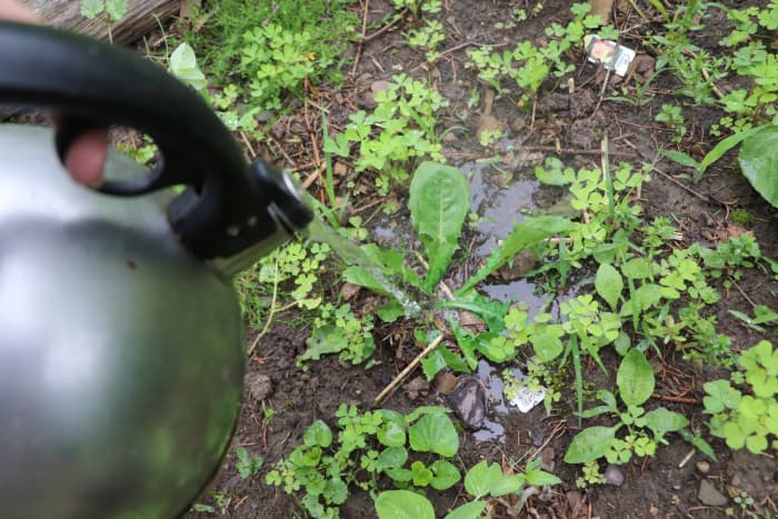 Boiling water is a completely non-toxic way to kill weeds in the garden. Use a tea kettle as an easy way to control the direction of boiling water in your garden. This will keep your plants safe while eliminating the targeted weed.