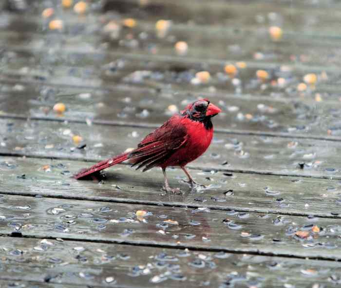 Where Do Birds Go When It Rains? Owlcation