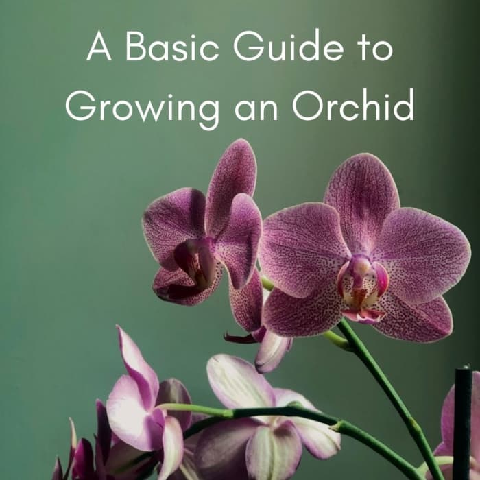 Orchids are relatively simple to grow indoors; you’ll just need to know where to locate your plant and maintain water levels.