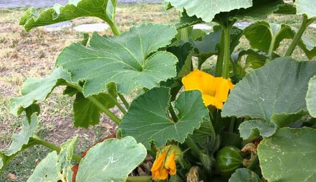 growing-pumpkins-in-your-ohio-garden-dengarden