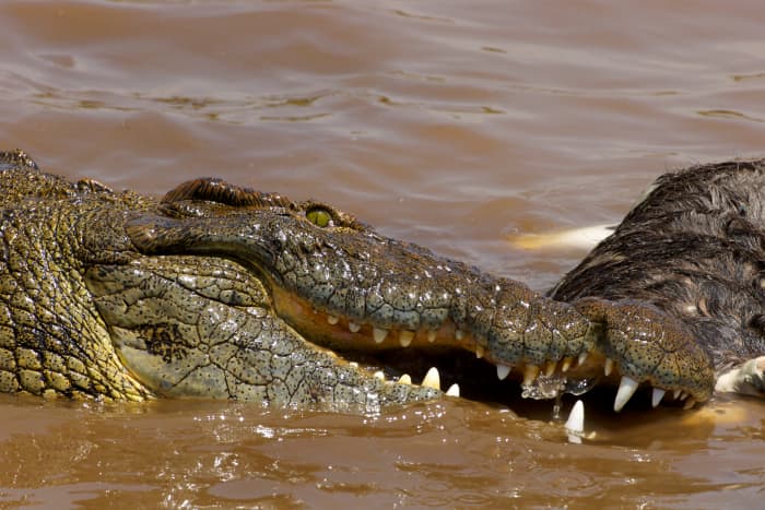 This Nile crocodile is feeding on a Wildebeast, but the species is also responsible for a startling number of human deaths each year.
