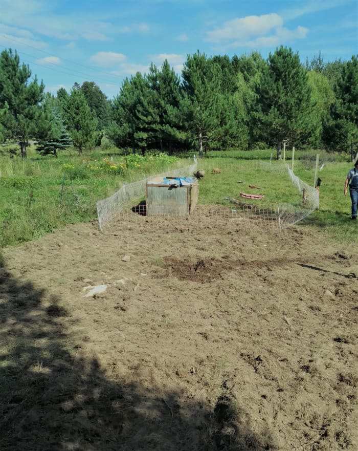 Rotating livestock with net fences allows more varied use of the land. Here I was rotating pigs in order to turn unwanted grassland into market garden space.