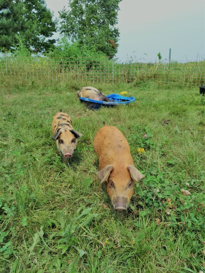 I used electric pig netting to "graze" feeder pigs on a portion of my land that I was going to use to extend my market garden. The pigs "tilled" it up for me!