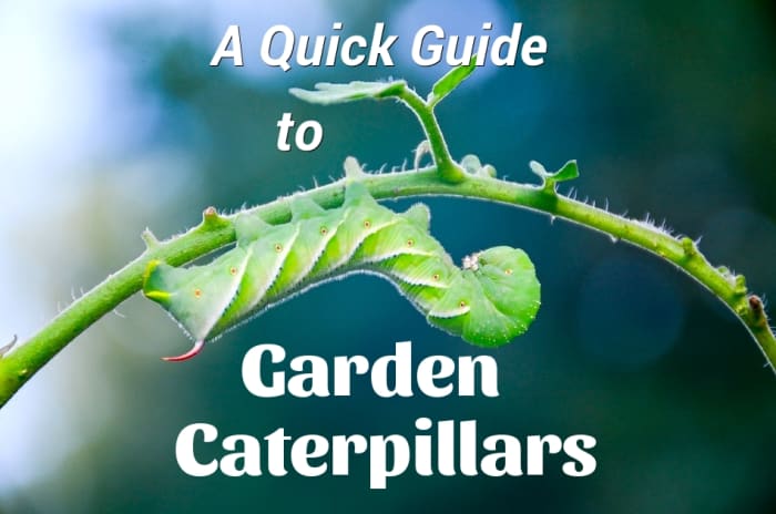 Garden Caterpillar Identification Guide (With Photos) - Owlcation