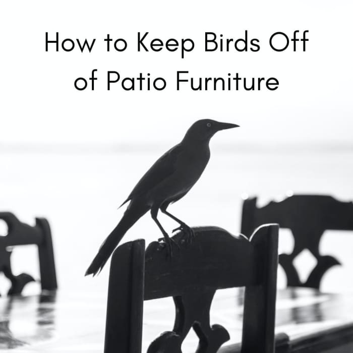 How to Keep Birds Off of Patio Furniture - Dengarden