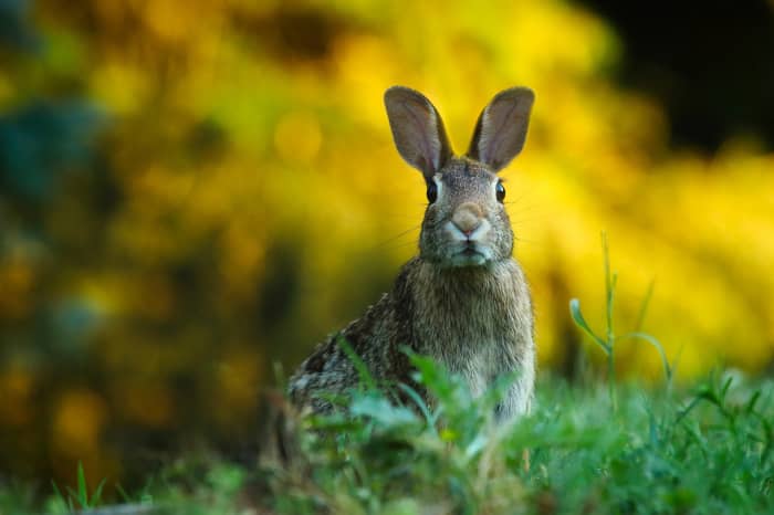 Focussing on a subject and using a telephoto lens and a big aperture of f/4 or bigger for instance and the background will be out of focus. Ideal for wildlife, portraiture or sports.