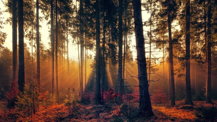 If you are photographing a scene or landscape, early morning or evening is best when the glow of the sun on the land is more golden, ( called the golden hour, the hour before and after sunset and sunrise.)