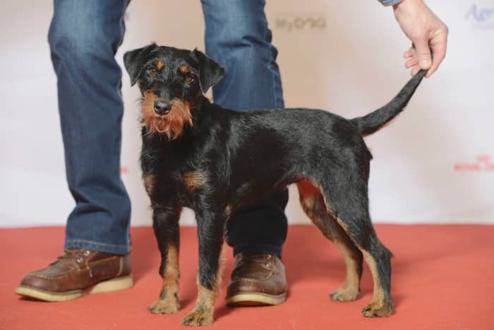 Jagdterrier or German Hunting Terrier