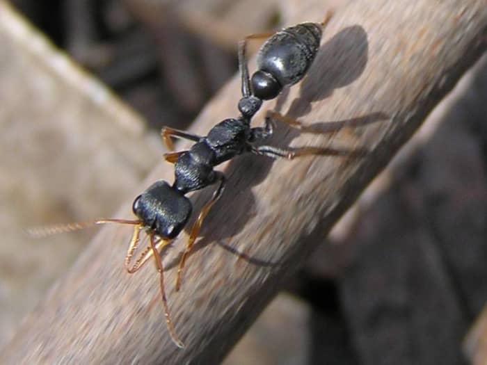 The Jack Jumper ant, located in Australia, is the world’s most dangerous ant. There have been at least three human fatalities since 1936. The fastest recorded death of a human adult was within 15 minutes of envenomation.