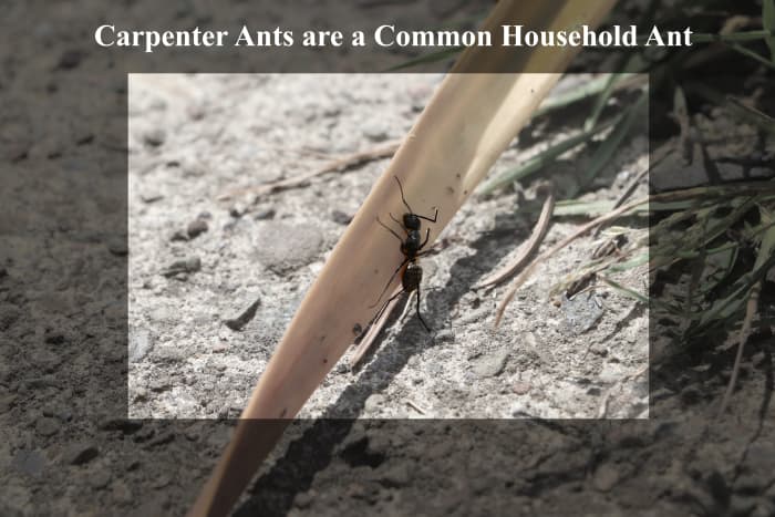 If you see a large black (or sometimes red) ant in your house, it is likely to be a carpenter ant. These ants are omnivorous, but are classed as a type of sugar ant.