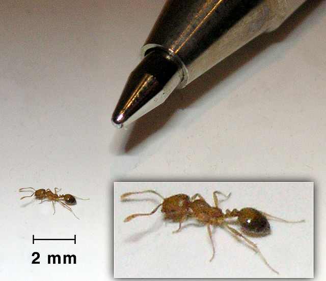Pharaoh ants are extremely tiny, very invasive, and live only 4-12 months.