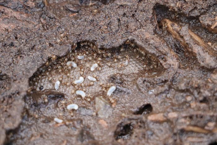 Having difficulty locating the anthill near your house? Try turning over rocks in the landscape to reveal their colony.