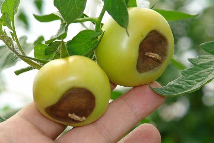 It's heartbreaking to grow a tomato plant only to have the fruit rot before it's even been picked. Luckily, blossom-end rot is an easy problem to fix.