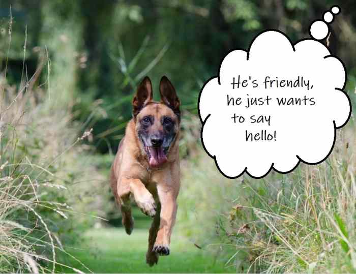 You'll hear this a lot from other dog owners. 