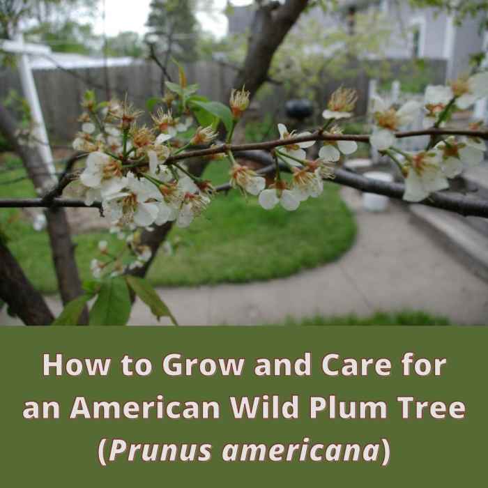 How to Grow and Care for an American Wild Plum Tree Dengarden