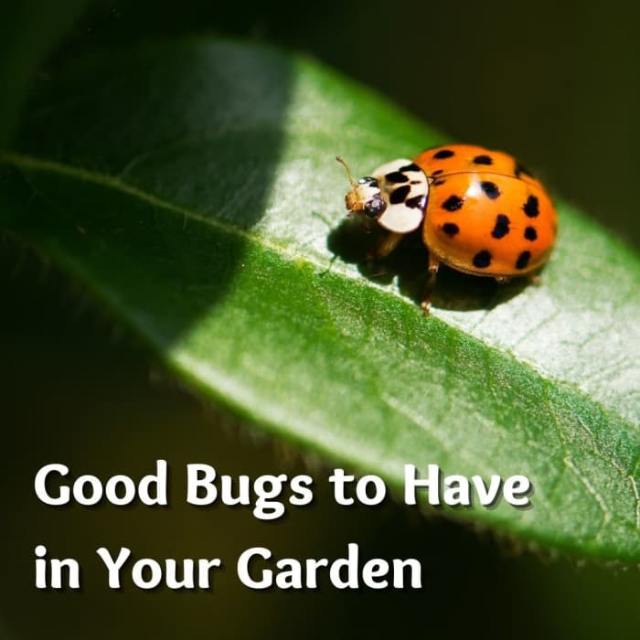 A healthy garden is a mini-ecosystem where beneficial insects, birds, bats, toads and other animals provide natural biological controls against many common pests.