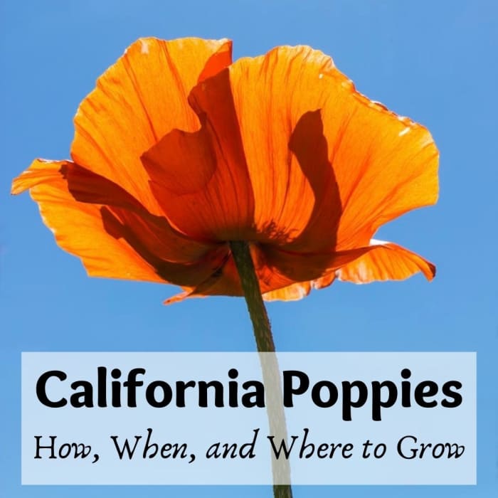 How, When, and Where to Grow Spectacular California Poppies Dengarden