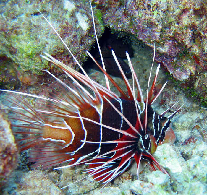 Pterois radiata