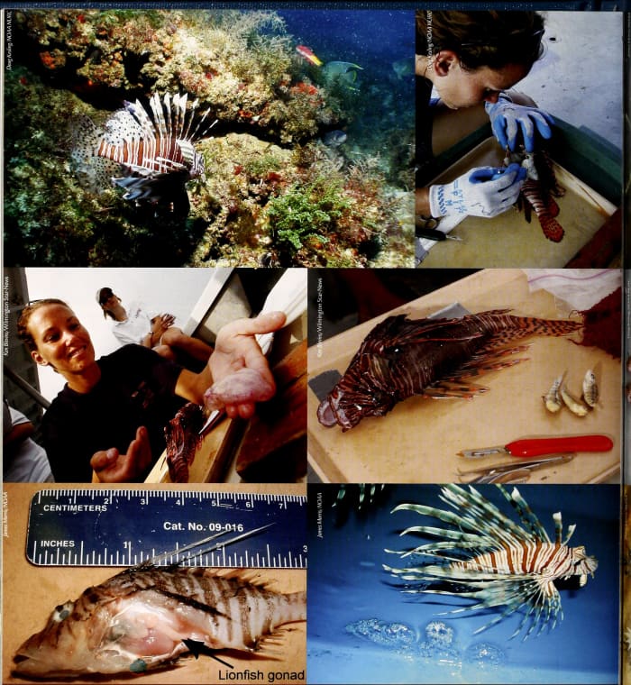 Left Middle: Egg sac of a female lionfish containing up to 20000 eggs. Bottom Right: Two egg balls floating alongside the lionfish