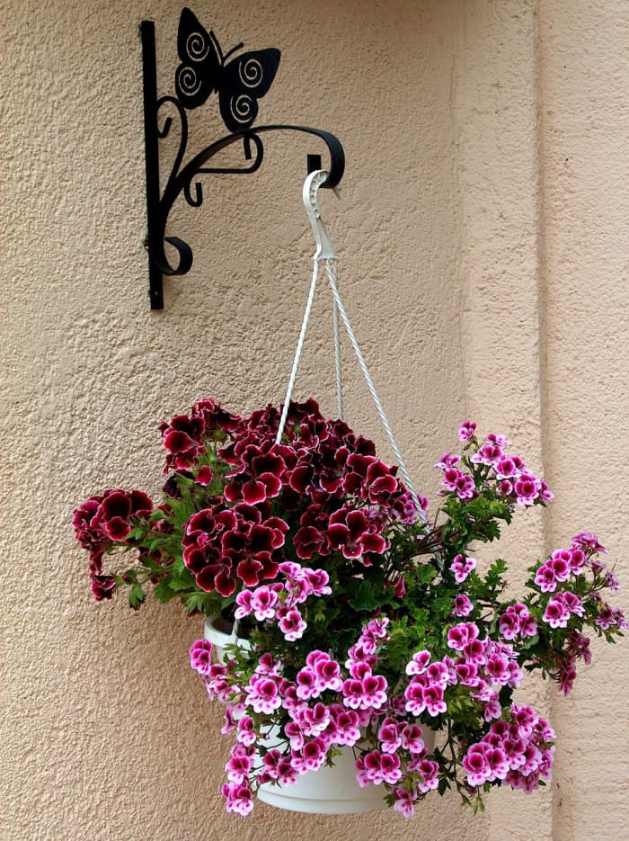 These geraniums are hanging from a decorative bracket on the wall—an attractive option to use if you don't have a balcony ceiling.