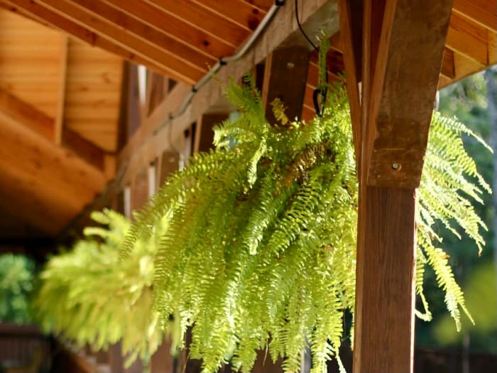 These Boston ferns are hooked onto a wooden eave with a sturdy hook screw, a thick chain, and a big S hook.