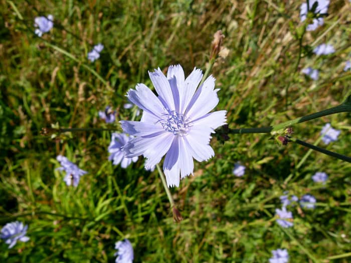 Cichorium intybus - Chicory flower - in July