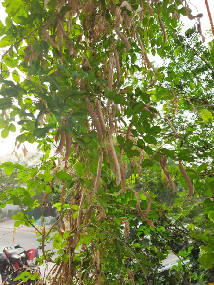 The Vine of Aparajita growing in my garden, is planted in the soil. The pea pods can be seen here.