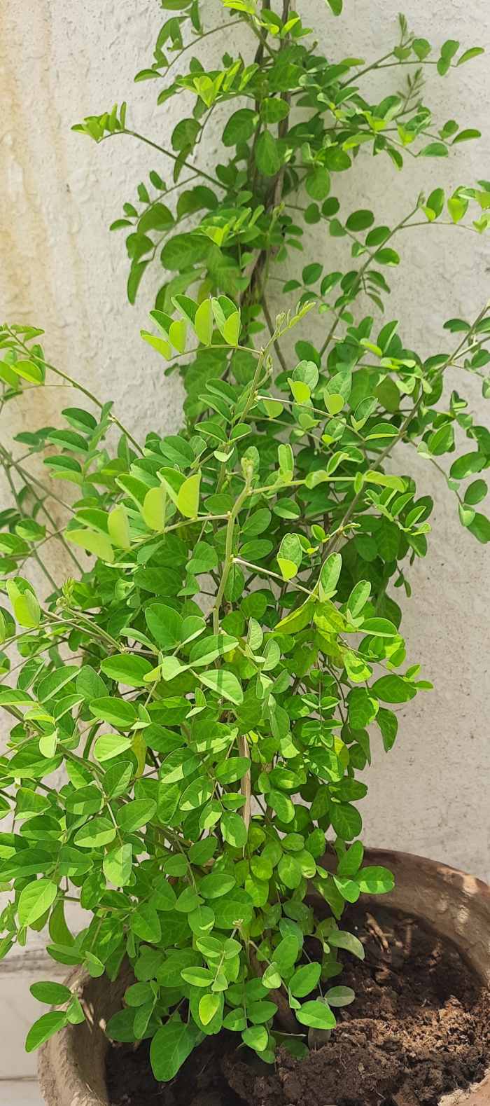 Aparajita growing in container/ pots. Choose a place where the vines can climb with a support.