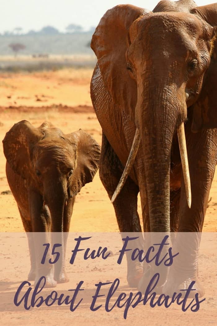 15+ Unique and Fun Facts About Elephants for Kids - HubPages