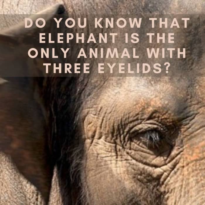 15+ Unique and Fun Facts About Elephants for Kids - HubPages