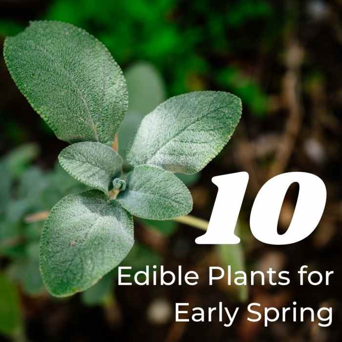 Here are some beautiful plants to grow in early spring that are are as appealing to the mouth as they are to the eye!