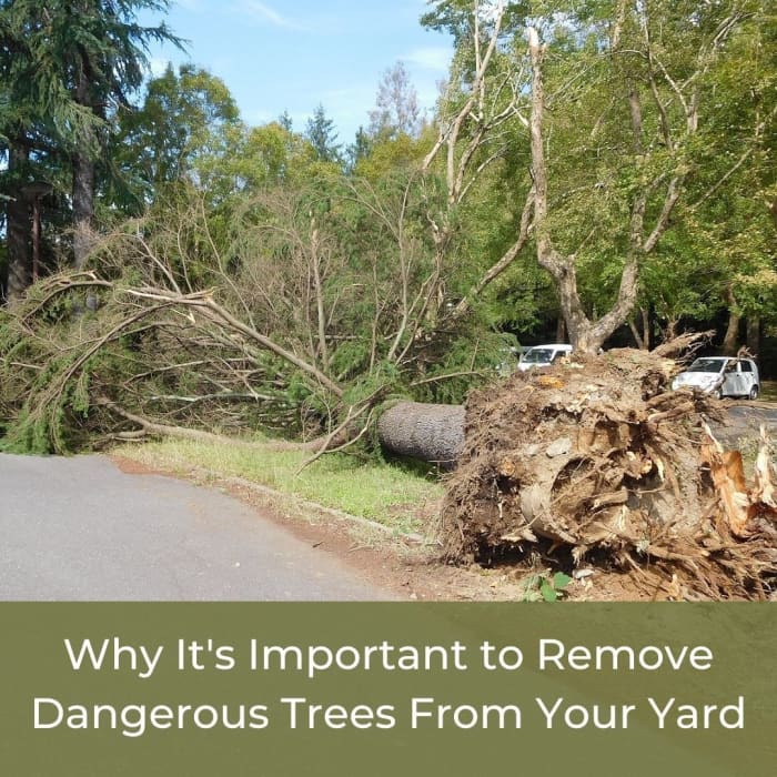 Read this article to learn the importance of removing trees that are placed dangerously in your yard and why you should do it.