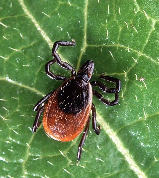 The Black-legged Tick does not limit its meals to larger mammals. It will also feed on mice, lizards and birds, especially in the nymph and larval stages.