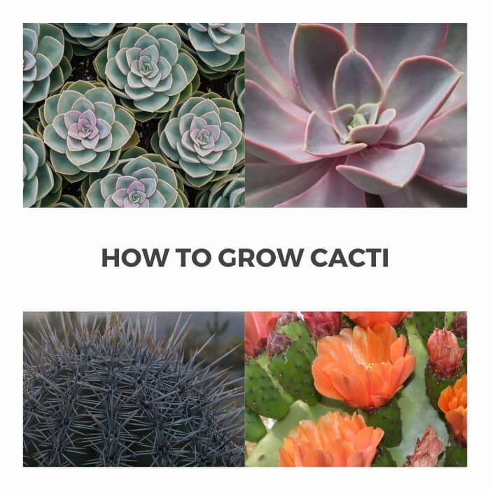 How to Grow Cactus Babies - Dengarden