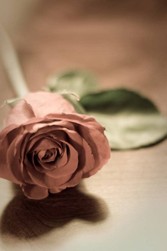 Change is the only constant. And love is the ultimate possibility, each moment of our lives love is the fire that transforms, It can bring joy and it can bring pain.