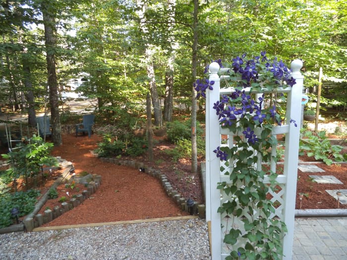 Two ways to enter the garden: by the side path or through the trellis. I grow clematis as it is hardy and also because my grandparents used to have it in their garden.