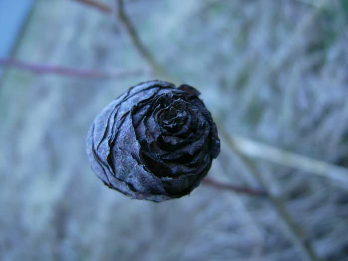 Although it looks like a pine cone, this willow tree has formed a gall created by the developing larva of a tiny fly.