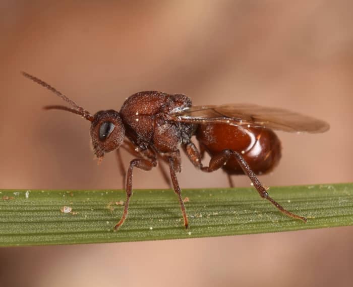Gall wasps cause knobby growths on many types of trees. Oak trees are frequently affected by these insects.