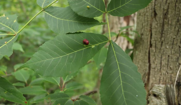 The same type of mite that causes spiked galls can also cause a smooth, red "bladder" gall, as seen on this leaf.