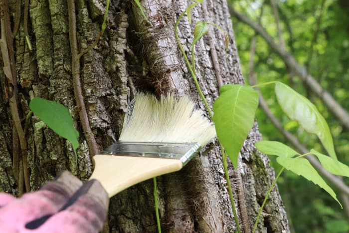 Triclopyr is an herbicide that will penetrate woody stems. Paint vine branches and stumps to cause the death of the growing plant. Repeated applications of Triclopyr will cause the roots of the poison ivy to die.