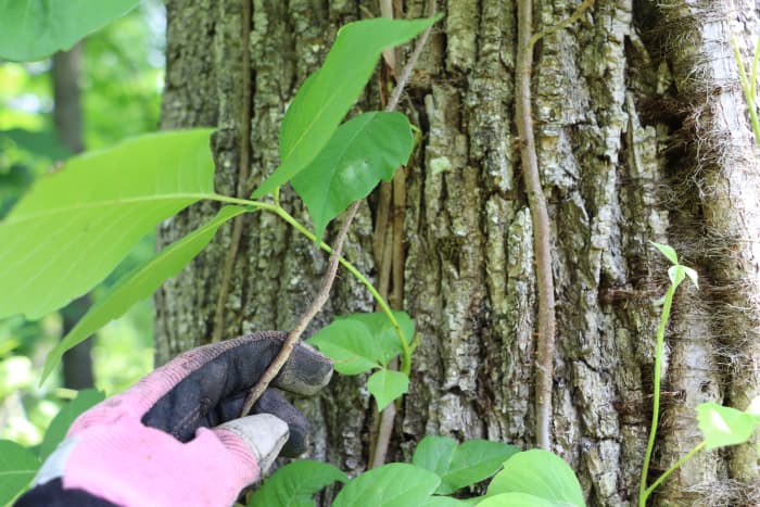 Pull poison ivy vines from trees they inhabit. For established vines, cut the vine approximately six inches above the soil level to cause the top of the vine to die, then pull the stump with roots from the ground.