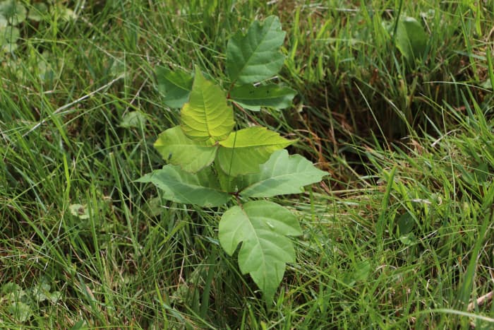 Use leather gloves to pull poison ivy plants from places they are growing in the lawn. Another option is to use a chemical broadleaf herbicide like glyphosate, which won't kill grass.