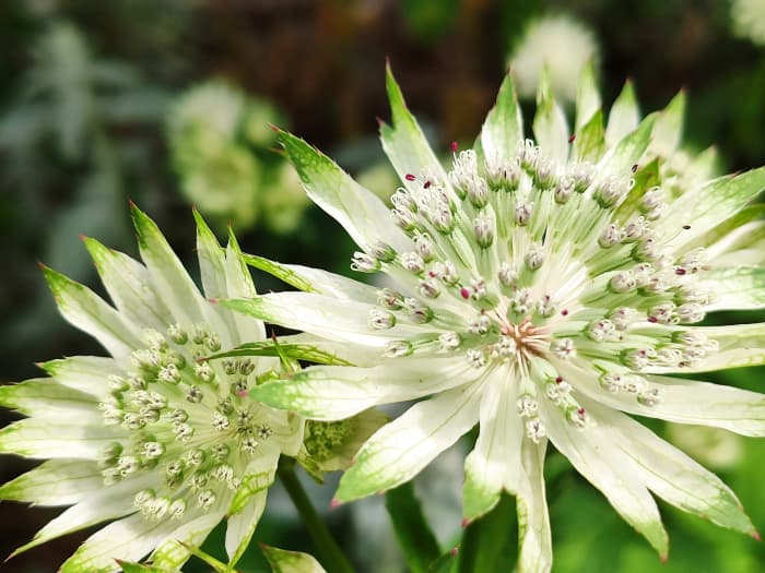 Though it may look dauntingly delicate, the beautiful Astrantia 'Superstar' is amazingly easy to grow.