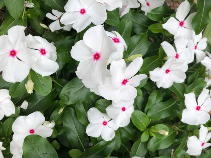 This one I call "peppermint" because of the tiny red center on the white blossom.