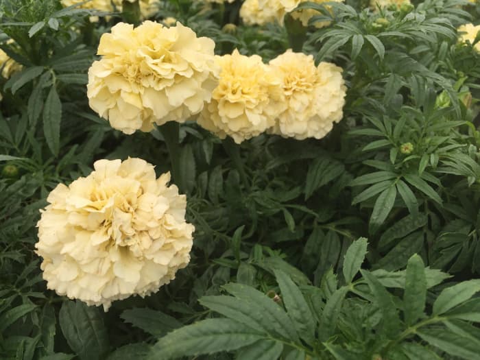 As you can see, the white marigold is not truly white, but it will be radiant in the moonlight.