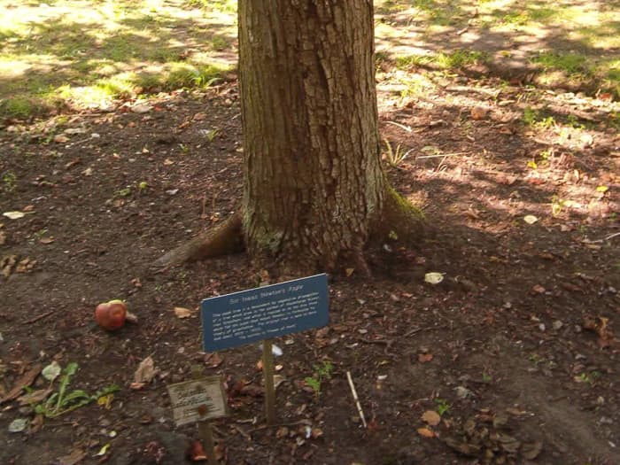 It was a single Apple from this tree that changed the direction of the world. Newton laid the foundation for modern science.