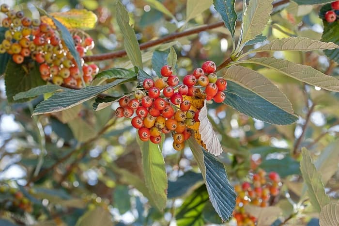 Berries of Sorbus aria, a European whitebeam